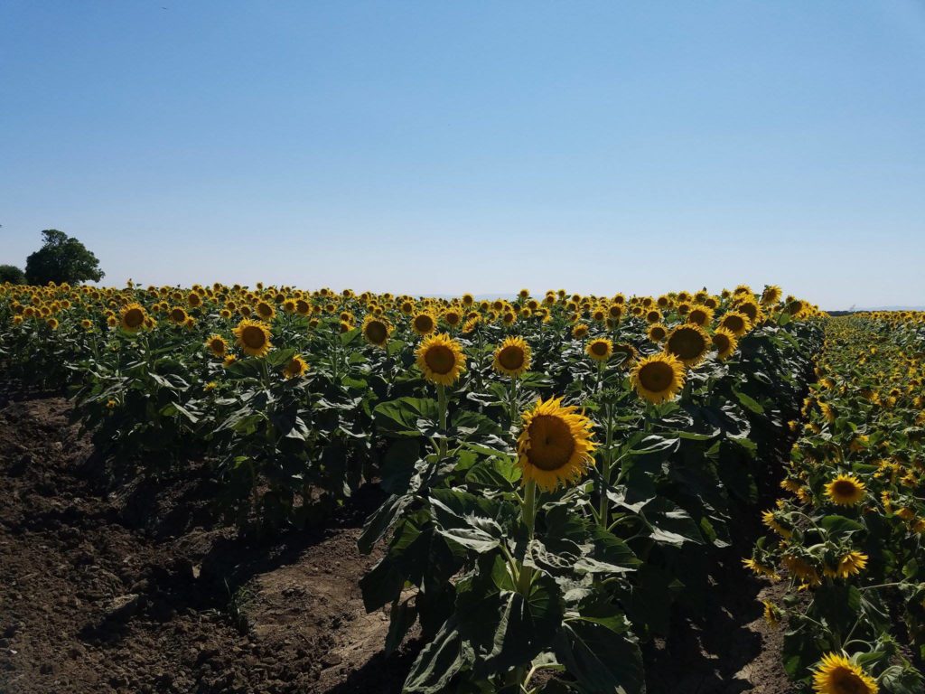 Sunflowers Davis