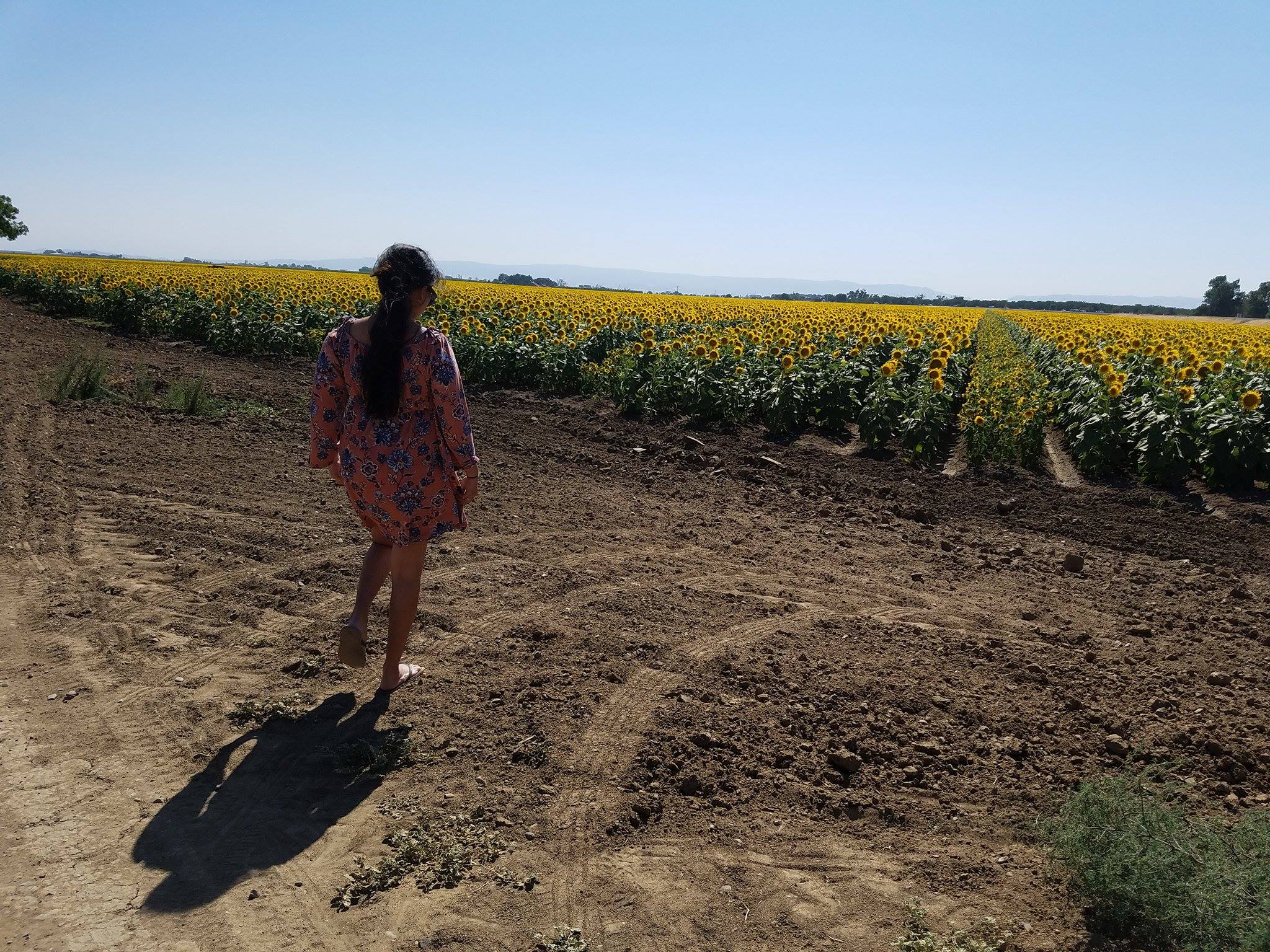 Sunflowers view