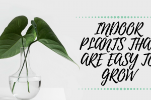 Indoor Plants That Are Easy To Grow