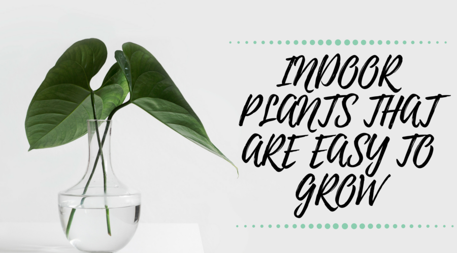 Indoor Plants That Are Easy To Grow