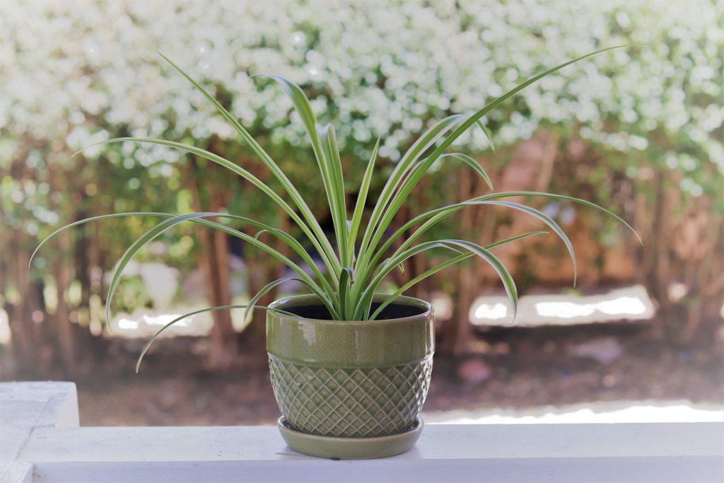 spider plant