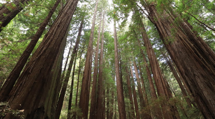 Muir Woods National Monument, Mill Valley, California