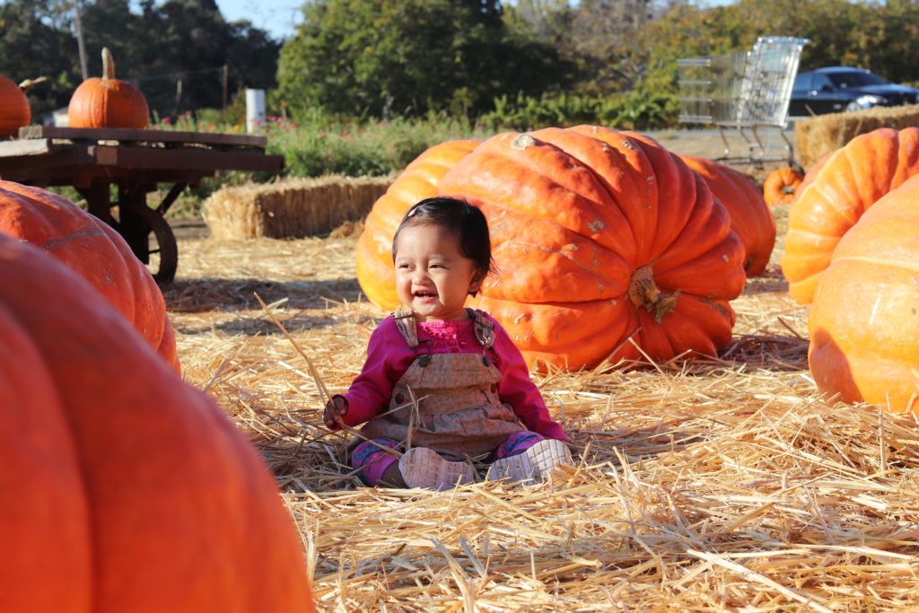 First Pumpkin Patch