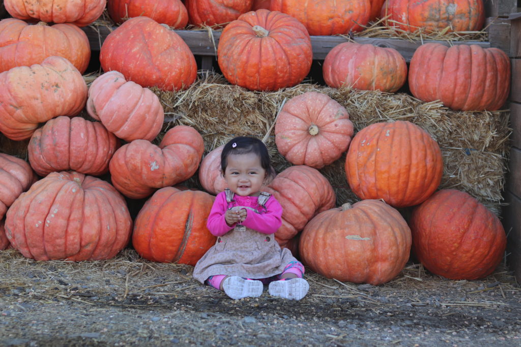 First Pumpkin Patch