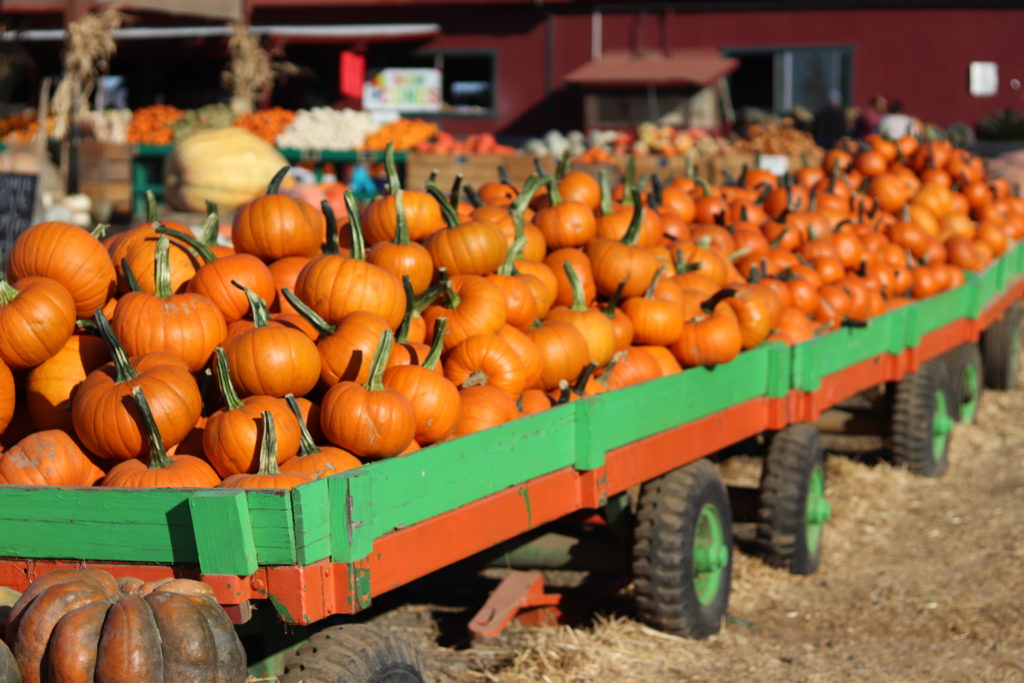 First Pumpkin Patch