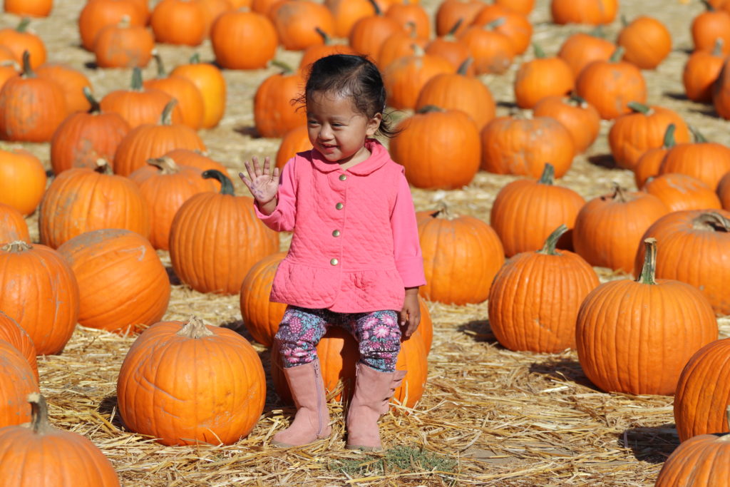 pumpkin patch at Laryy's produce