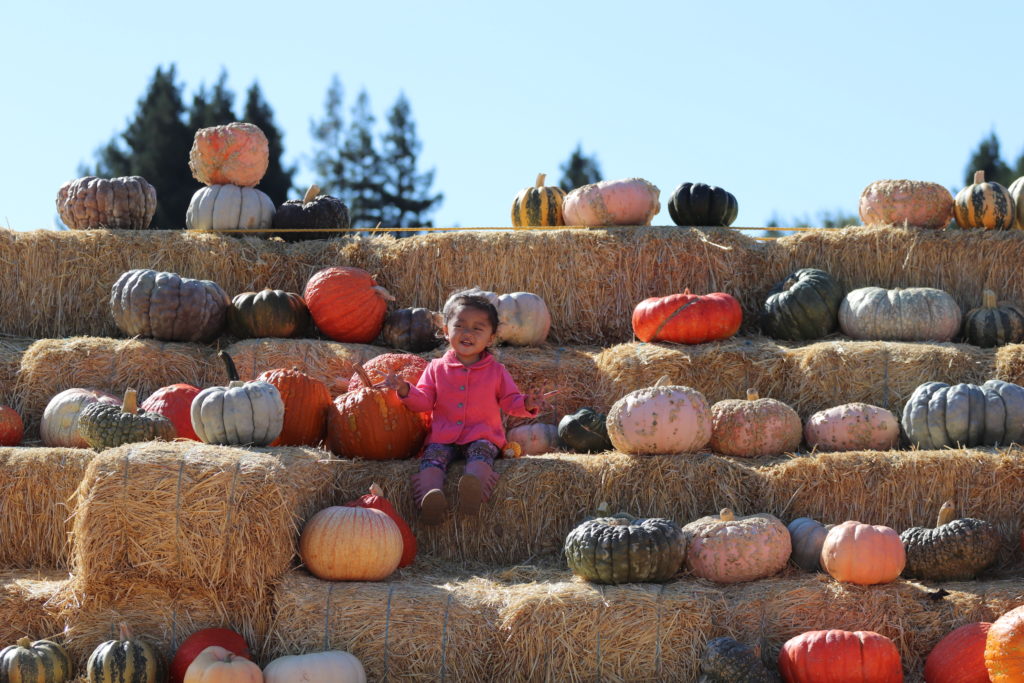 pumpkin patch at Laryy's produce