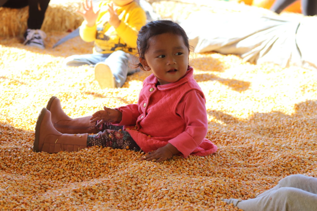 corn kernel area in larrys produce