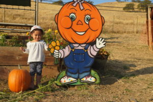 Pumpkin Patch in Clayton Valley Farm