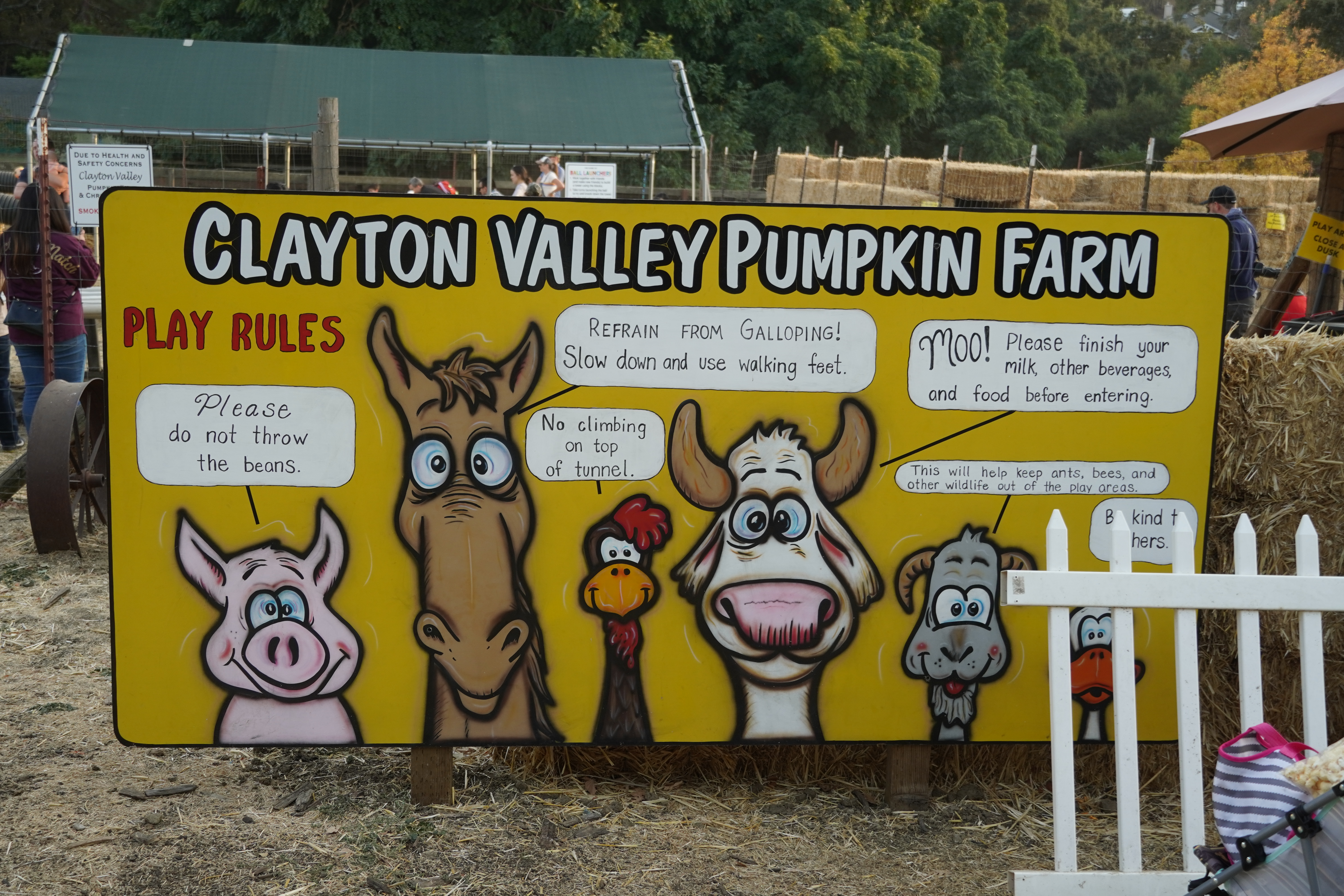 Pumpkin Patch in Clayton Valley Farm