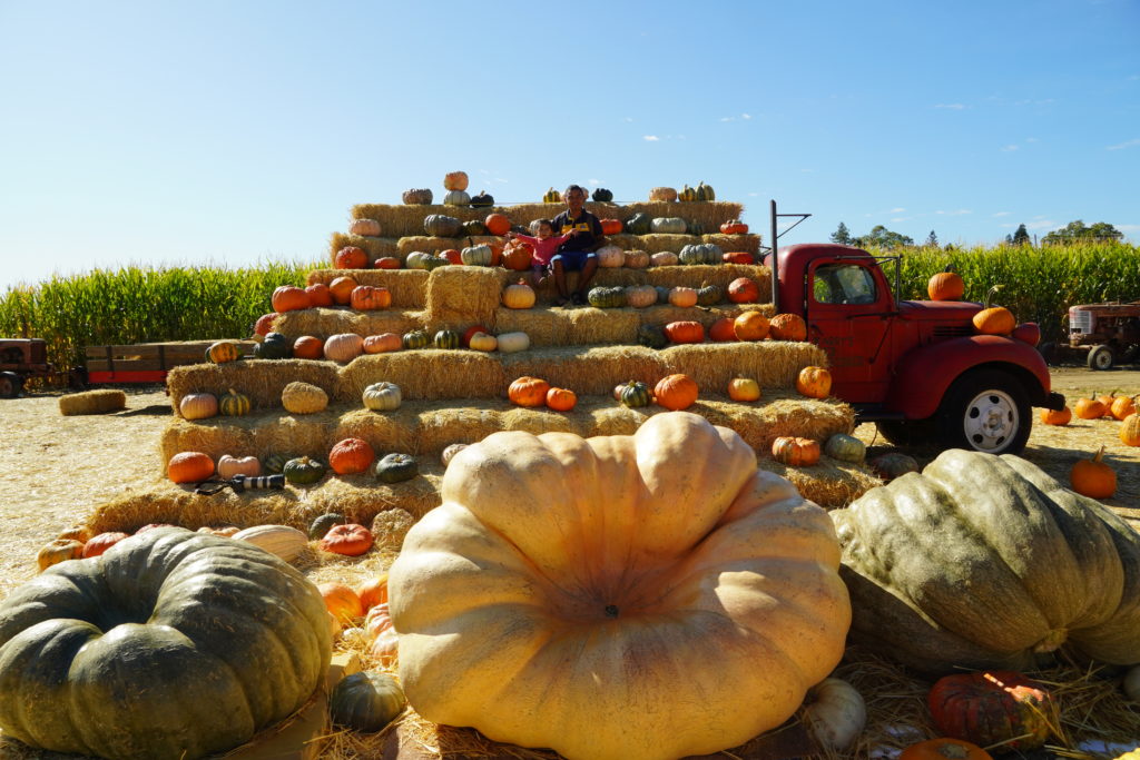 pumpkin patch at Laryy's produce