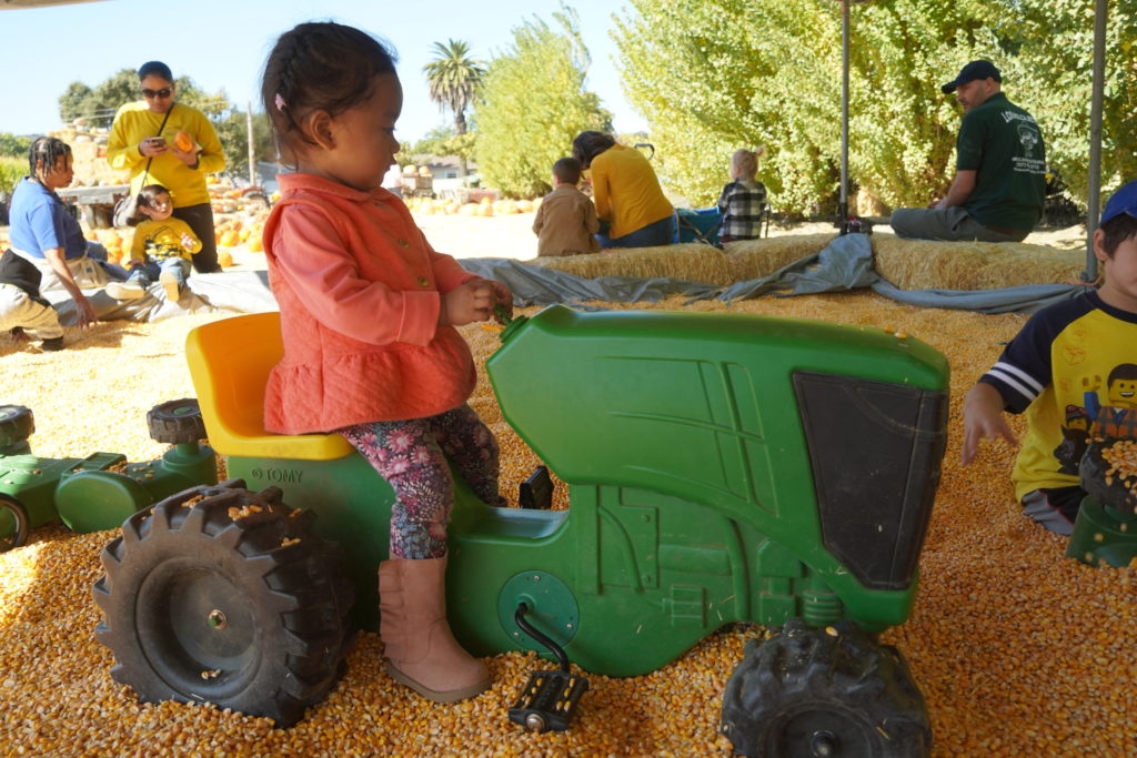 pumpkin patch at Laryy's produce