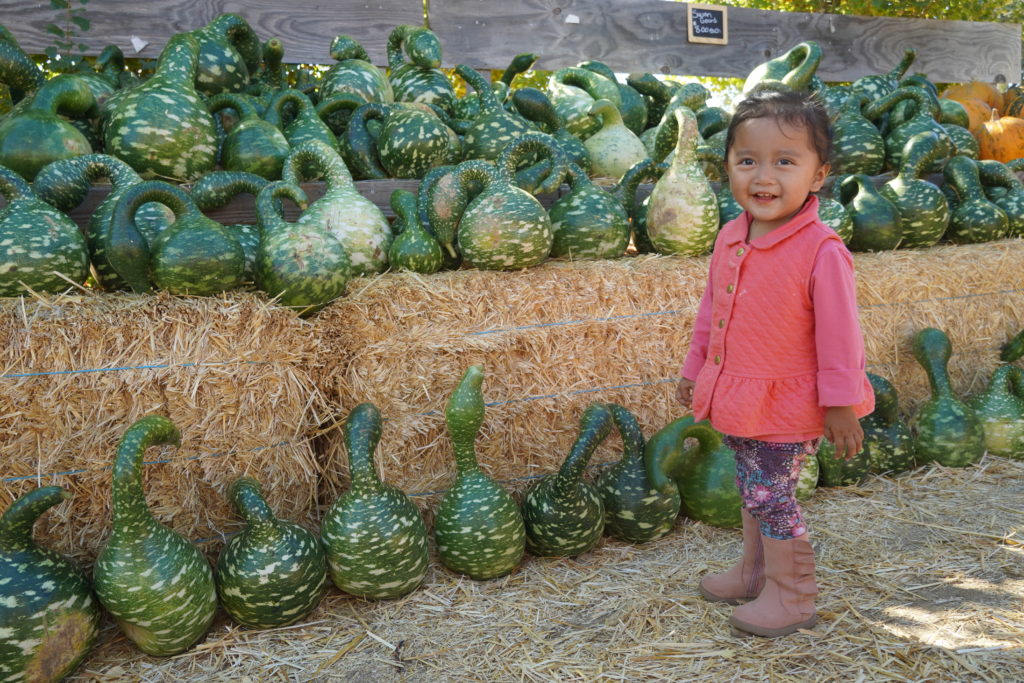 pumpkins in Larrys produce