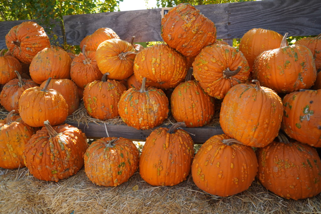 pumpkin patch at Laryy's produce