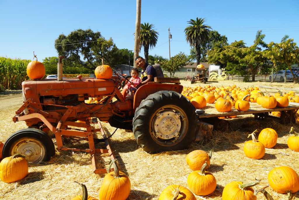 pumpkin patch at Laryy's produce