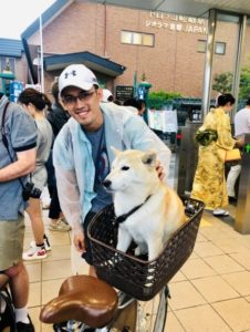 Shiba-Inu Dog in Japan